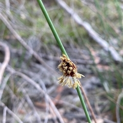 Chorizandra cymbaria at Wooli, NSW - 11 Sep 2024 09:59 AM