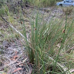 Chorizandra cymbaria at Wooli, NSW - 11 Sep 2024 09:59 AM