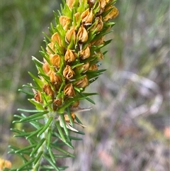 Phyllota phylicoides (Heath Phyllota) at Wooli, NSW - 11 Sep 2024 by Tapirlord