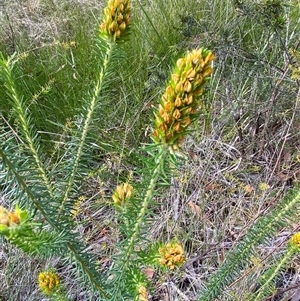 Phyllota phylicoides at Wooli, NSW - 11 Sep 2024 09:58 AM