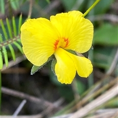 Gompholobium pinnatum (Pinnate Wedge-Pea) at Wooli, NSW - 11 Sep 2024 by Tapirlord