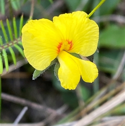 Gompholobium pinnatum (Pinnate Wedge-Pea) at Wooli, NSW - 11 Sep 2024 by Tapirlord