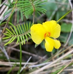 Gompholobium pinnatum at Wooli, NSW - 11 Sep 2024 09:56 AM