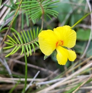 Gompholobium pinnatum at Wooli, NSW - 11 Sep 2024 09:56 AM
