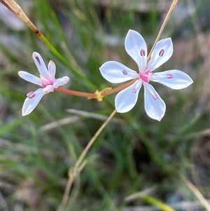 Burchardia umbellata at Wooli, NSW - 11 Sep 2024 09:54 AM