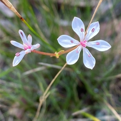 Burchardia umbellata (Milkmaids) at Wooli, NSW - 11 Sep 2024 by Tapirlord