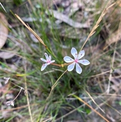 Burchardia umbellata at Wooli, NSW - 11 Sep 2024 09:54 AM