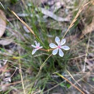 Burchardia umbellata at Wooli, NSW - 11 Sep 2024 09:54 AM