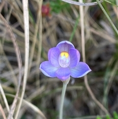 Thelymitra angustifolia (Long-leaved Sun Orchid) at Wooli, NSW - 11 Sep 2024 by Tapirlord