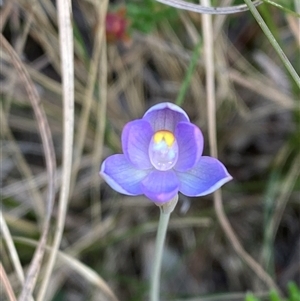 Thelymitra angustifolia at Wooli, NSW - suppressed