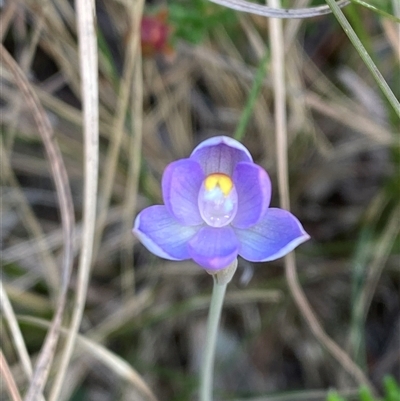 Thelymitra angustifolia (Long-leaved Sun Orchid) at Wooli, NSW - 11 Sep 2024 by Tapirlord