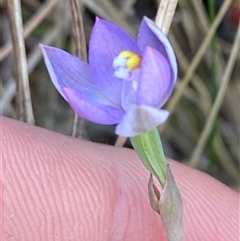 Thelymitra angustifolia at Wooli, NSW - suppressed