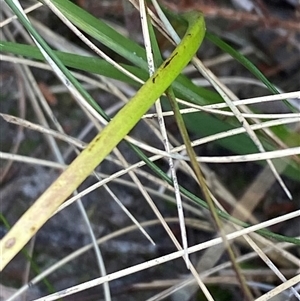 Thelymitra angustifolia at Wooli, NSW - suppressed