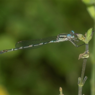 Unidentified Damselfly (Zygoptera) at Higgins, ACT - 14 Feb 2025 by AlisonMilton