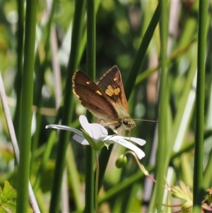 Taractrocera papyria at Tharwa, ACT - 1 Feb 2025 by RAllen