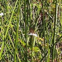 Timoconia flammeata at Tharwa, ACT - 1 Feb 2025 11:37 AM