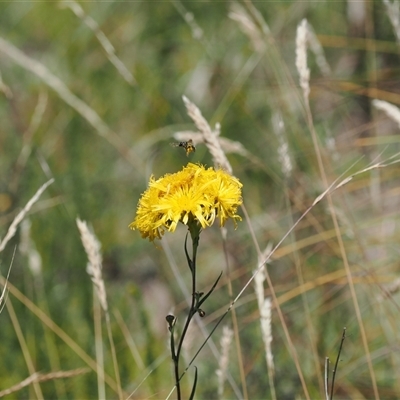 Podolepis hieracioides (Long Podolepis) at Tharwa, ACT - 1 Feb 2025 by RAllen