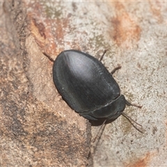 Pterohelaeus sp. (genus) (Pie-dish beetle) at Higgins, ACT - 12 Feb 2025 by AlisonMilton