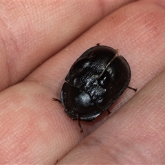 Unidentified Darkling beetle (Tenebrionidae) at Higgins, ACT - 12 Feb 2025 by AlisonMilton