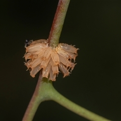 Paropsis atomaria (Eucalyptus leaf beetle) at Higgins, ACT - 12 Feb 2025 by AlisonMilton