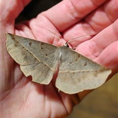 Phallaria ophiusaria (Large Leaf Moth) at Captains Flat, NSW - 16 Feb 2025 by Csteele4