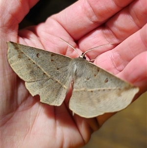 Phallaria ophiusaria (Large Leaf Moth) by Csteele4