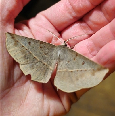 Phallaria ophiusaria (Large Leaf Moth) at Captains Flat, NSW - 16 Feb 2025 by Csteele4