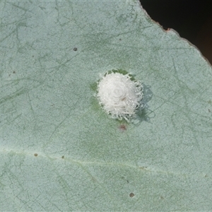 Glycaspis sp. (genus) at Higgins, ACT - 12 Feb 2025 by AlisonMilton