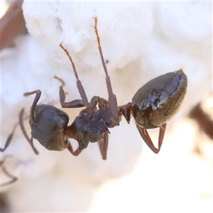 Notoncus ectatommoides (A native ant) at Yass River, NSW - 7 Feb 2025 by ConBoekel