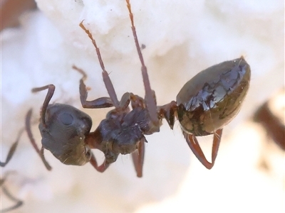 Notoncus ectatommoides (A native ant) at Yass River, NSW - 7 Feb 2025 by ConBoekel