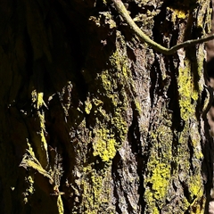 Chrysothrix sp. (genus) (A gold dust lichen) at Yass River, NSW - 7 Feb 2025 by ConBoekel