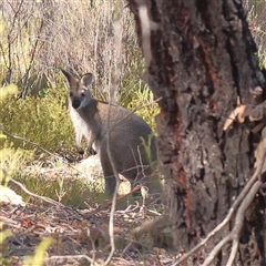 Notamacropus rufogriseus (Red-necked Wallaby) at Yass River, NSW - 7 Feb 2025 by ConBoekel