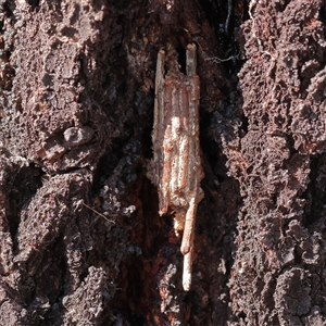 Clania lewinii & similar Casemoths at Yass River, NSW - 7 Feb 2025 09:39 AM