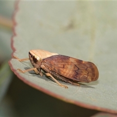 Brunotartessus fulvus (Yellow-headed Leafhopper) at Higgins, ACT - 12 Feb 2025 by AlisonMilton