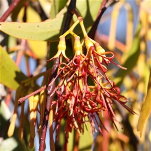 Amyema miquelii (Box Mistletoe) at Yass River, NSW - 7 Feb 2025 by ConBoekel