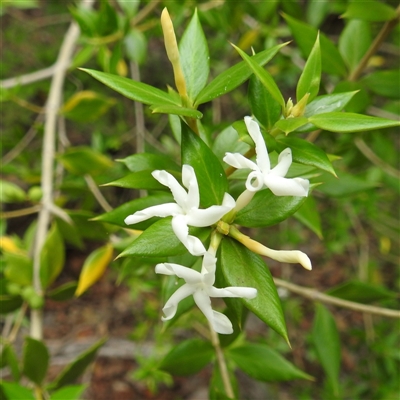 Unidentified Other Shrub at Kakadu, NT - 6 Feb 2025 by HelenCross