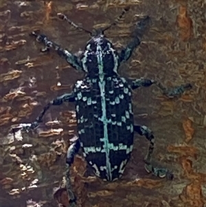 Chrysolopus spectabilis at Bonny Hills, NSW - suppressed