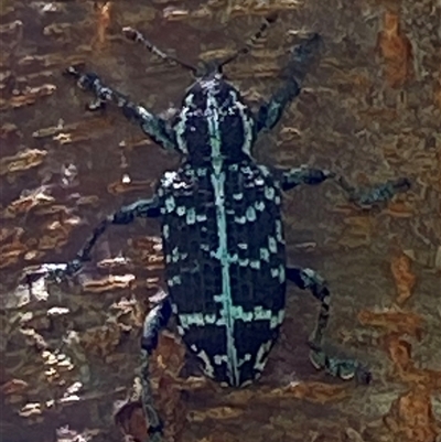 Chrysolopus spectabilis (Botany Bay Weevil) at Bonny Hills, NSW - 16 Feb 2025 by pls047