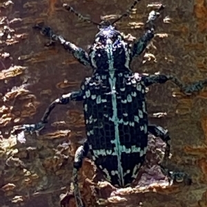 Chrysolopus spectabilis at Bonny Hills, NSW - suppressed