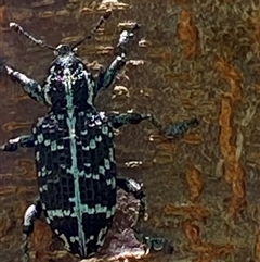 Chrysolopus spectabilis at Bonny Hills, NSW - suppressed