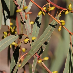 Eucalyptus bridgesiana at Yass River, NSW - 7 Feb 2025 by ConBoekel