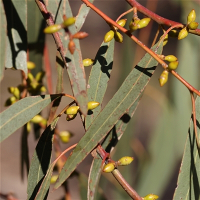 Eucalyptus rubida (Candlebark) at Yass River, NSW - 7 Feb 2025 by ConBoekel