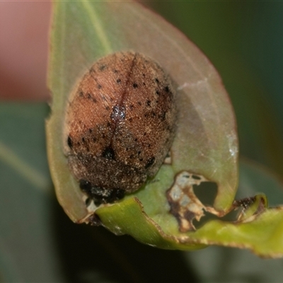 Trachymela sp. (genus) (Brown button beetle) at Higgins, ACT - 12 Feb 2025 by AlisonMilton