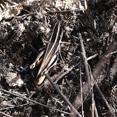 Macrotona australis (Common Macrotona Grasshopper) at Yass River, NSW - 7 Feb 2025 by ConBoekel