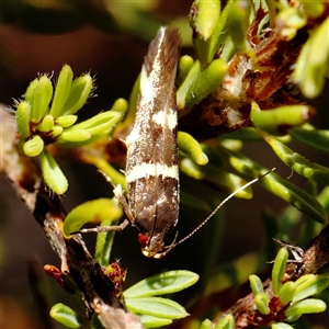 Unidentified Moth (Lepidoptera) at Yass River, NSW - 7 Feb 2025 by ConBoekel