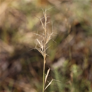 Aristida ramosa (Purple Wire Grass) at Yass River, NSW - 7 Feb 2025 by ConBoekel