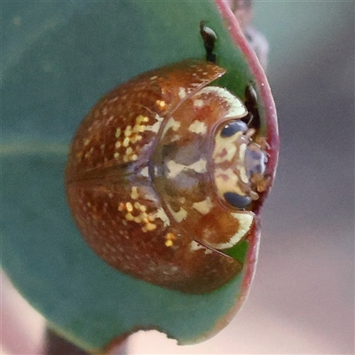 Paropsisterna cloelia (Eucalyptus variegated beetle) at Yass River, NSW - 7 Feb 2025 by ConBoekel