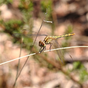 Diplacodes bipunctata (Wandering Percher) at Yass River, NSW - 7 Feb 2025 by ConBoekel