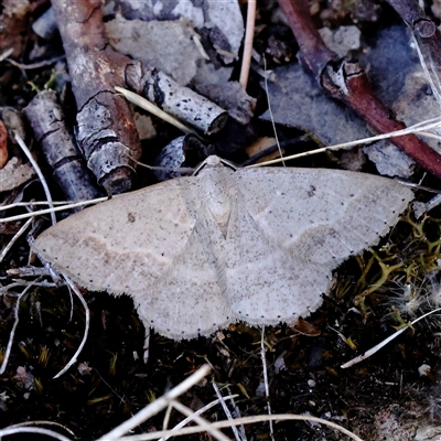 Nearcha curtaria at Yass River, NSW - 7 Feb 2025 by ConBoekel