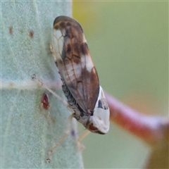 Brunotartessus fulvus (Yellow-headed Leafhopper) at Yass River, NSW - 7 Feb 2025 by ConBoekel